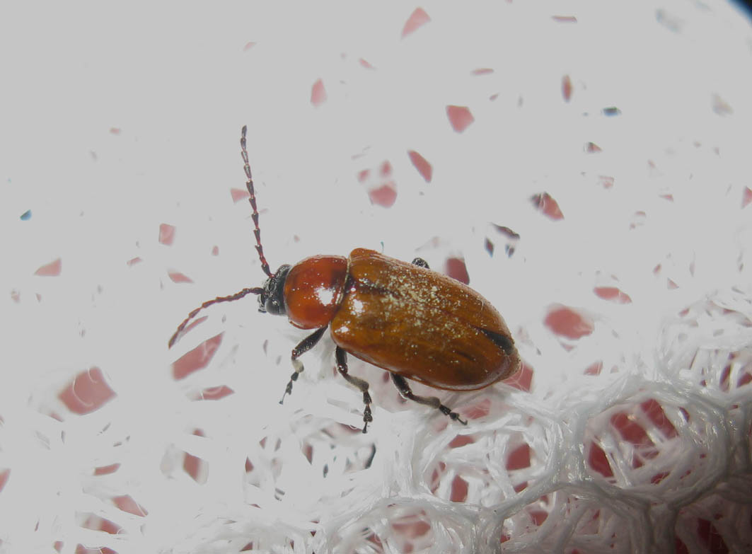 piccolo coleottero da identificare